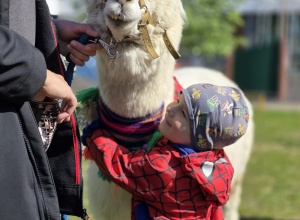 Spotkanie z Alpakami